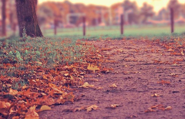 New Coral Species Discovered Off the Coast of Madagascar